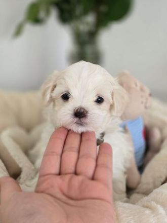 Zauberhafte koreanische Malteserwelpen