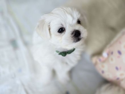 Zauberhafte koreanische Malteserwelpen