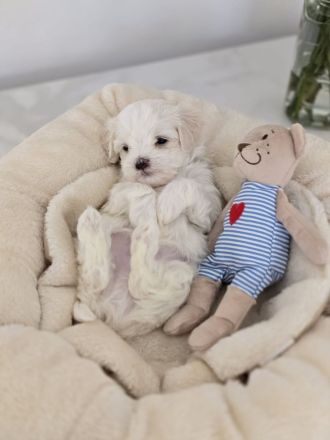 Zauberhafte koreanische Malteserwelpen