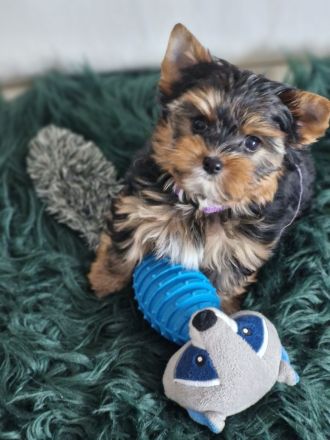 Yorkshire Terrier Welpe Timmi mit Stammbaum, Black Tan
