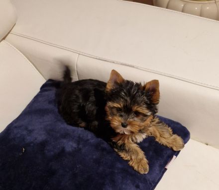 Yorkshire Terrier Welpe Timmi mit Stammbaum, Black Tan