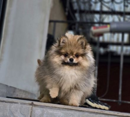 Pomeranian Zwergspitz Welpe Rüde