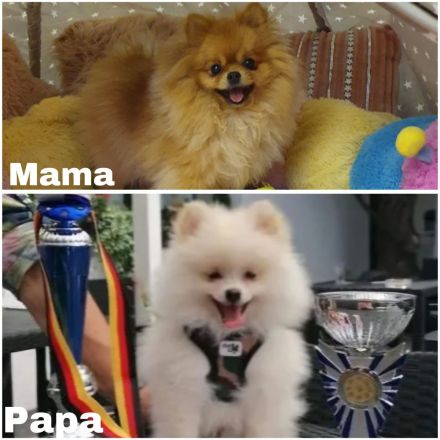 Pomeranian Zwergspitz Welpe Rüde