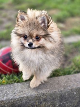 Pomeranian Zwergspitz Welpe Rüde