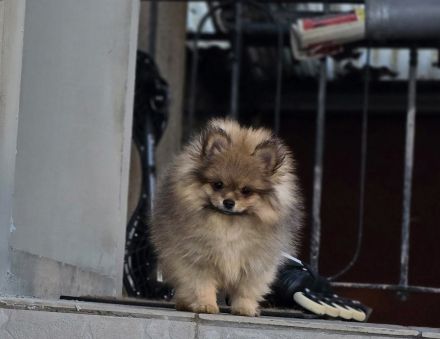 Pomeranian Zwergspitz Welpe Rüde
