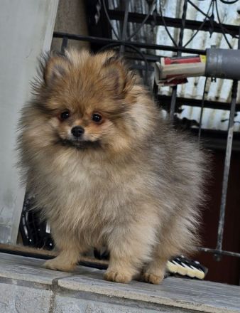 Pomeranian Zwergspitz Welpe Rüde