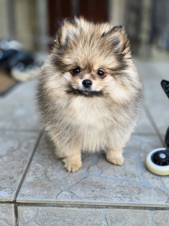 Pomeranian Zwergspitz Welpe Rüde