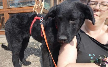 Sonnenschein Franzl sucht sein Körbchen