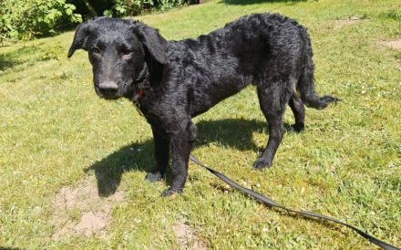 Sonnenschein Franzl sucht sein Körbchen