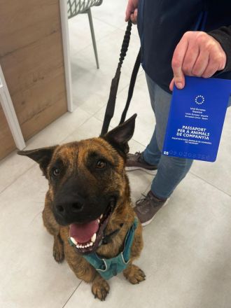 Hund in gute Hände abzugeben