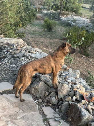 Hund in gute Hände abzugeben