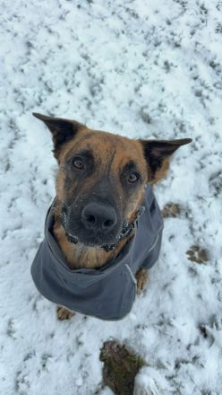 Hund in gute Hände abzugeben