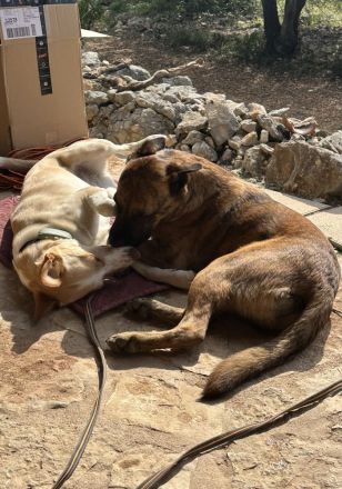 Hund in gute Hände abzugeben