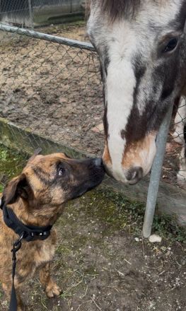 Hund in gute Hände abzugeben