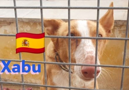 Xabu und Xenon, 08/23 - 2 Podenco Brüder warten schon ihr Leben lang