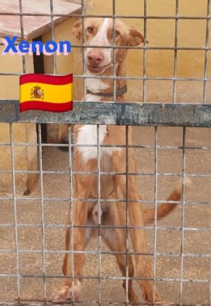 Xabu und Xenon, 08/23 - 2 Podenco Brüder warten schon ihr Leben lang