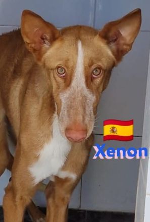 Xabu und Xenon, 08/23 - 2 Podenco Brüder warten schon ihr Leben lang