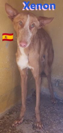 Xabu und Xenon, 08/23 - 2 Podenco Brüder warten schon ihr Leben lang