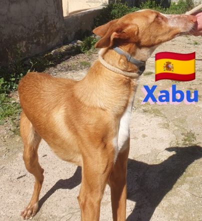 Xabu und Xenon, 08/23 - 2 Podenco Brüder warten schon ihr Leben lang