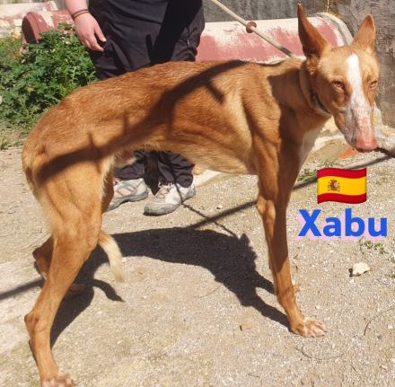 Xabu und Xenon, 08/23 - 2 Podenco Brüder warten schon ihr Leben lang