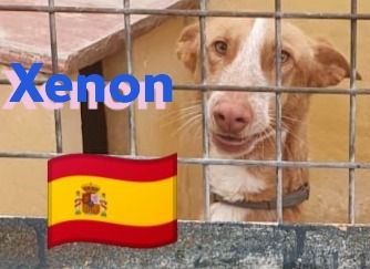 Xabu und Xenon, 08/23 - 2 Podenco Brüder warten schon ihr Leben lang