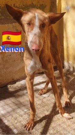 Xabu und Xenon, 08/23 - 2 Podenco Brüder warten schon ihr Leben lang