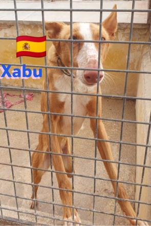 Xabu und Xenon, 08/23 - 2 Podenco Brüder warten schon ihr Leben lang