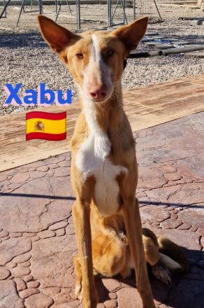 Xabu und Xenon, 08/23 - 2 Podenco Brüder warten schon ihr Leben lang
