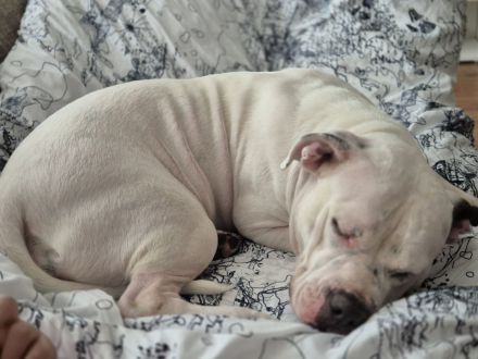 Old English Bulldog/American Bulldog