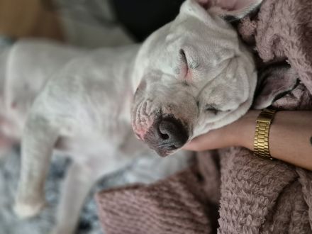 Old English Bulldog/American Bulldog