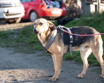 Bringst du Maroshs Augen wieder zum Leuchten?