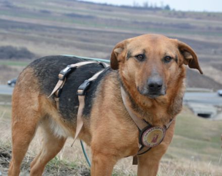 Bringst du Maroshs Augen wieder zum Leuchten?