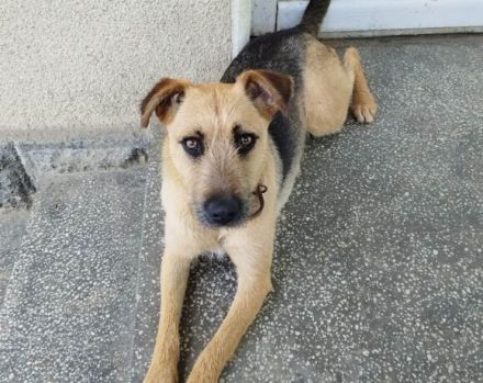 Hallo, ich bin Vicky und man kann mich adoptieren.