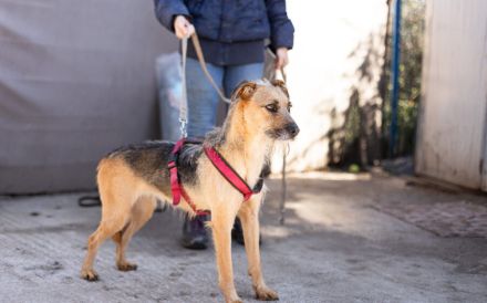 Hallo, ich bin Vicky und man kann mich adoptieren.