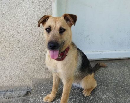 Hallo, ich bin Vicky und man kann mich adoptieren.