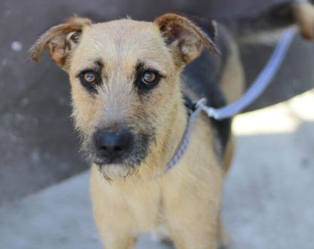 Hallo, ich bin Vicky und man kann mich adoptieren.