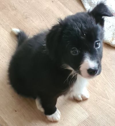 Border Collie Welpe Arbeitslinie