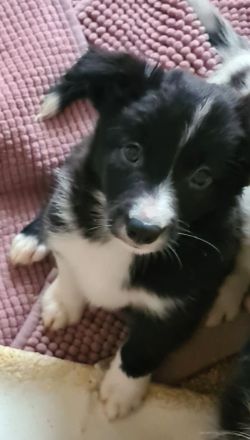 Border Collie Welpe Arbeitslinie