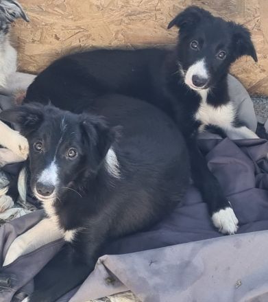 Border Collie Welpe Arbeitslinie