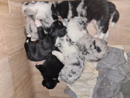 Border Collie Welpe Arbeitslinie