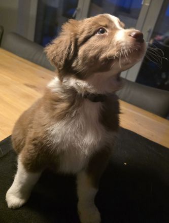 Australian Shepherd Welpen