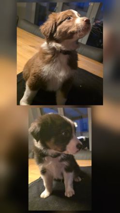 Australian Shepherd Welpen
