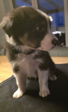 Australian Shepherd Welpen