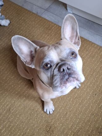 Französische Bulldogge