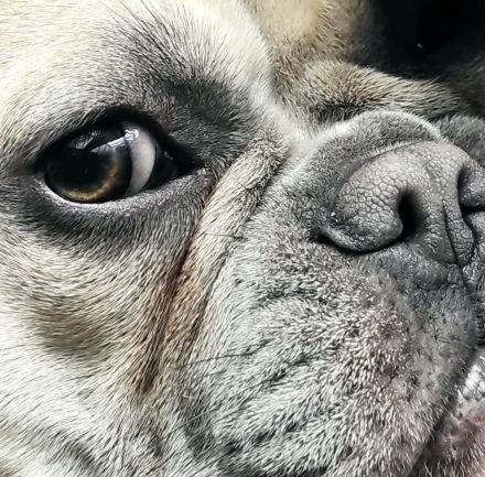 Französische Bulldogge