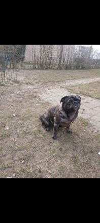 Sport Mops Alt Deutsche Rasse