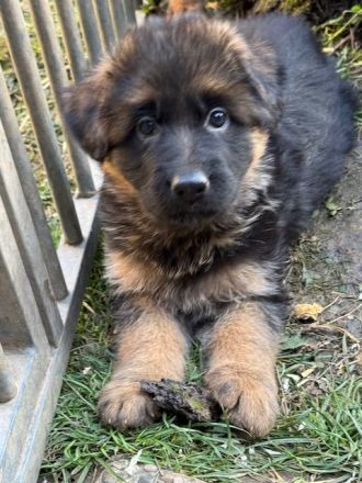 Deutsche Schäferhundwelpen