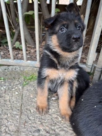 Deutsche Schäferhundwelpen