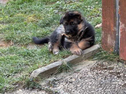 Deutsche Schäferhundwelpen