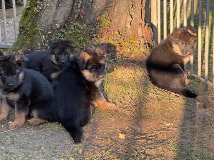 Deutsche Schäferhundwelpen